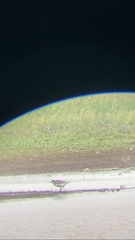 Pluvialis squatarola