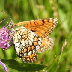 Melitaea deione