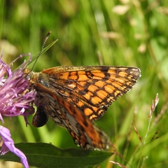Melitaea deione