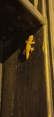 Tarentola angustimentalis