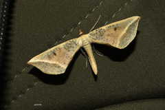 Lepidoptera