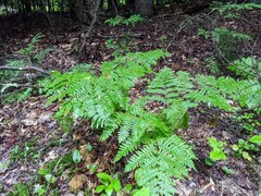 Pteridium aquilinum latiusculum