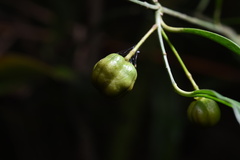 Euonymus laxiflorus