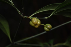 Euonymus laxiflorus