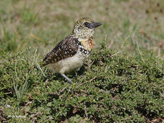 Trachyphonus darnaudii usambiro