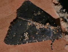 Condica dolorosa