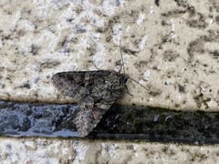 Dryobotodes intermissa