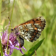 Melitaea deione