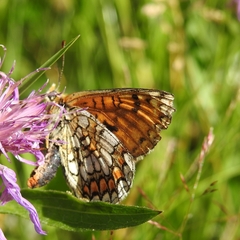 Melitaea deione