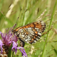 Melitaea deione