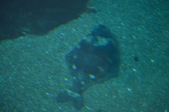 Hippoglossus hippoglossus