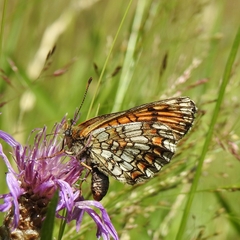 Melitaea deione