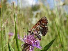 Melitaea deione