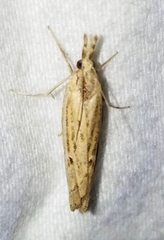 Fissicrambus quadrinotellus