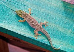 Phelsuma standingi