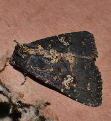 Condica dolorosa