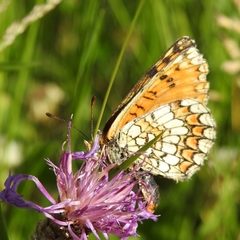 Melitaea deione