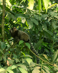 Callithrix jacchus × penicillata