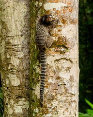 Callithrix jacchus × penicillata