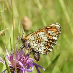 Melitaea deione