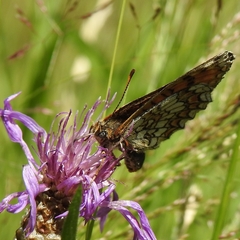 Melitaea deione