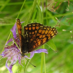 Melitaea deione