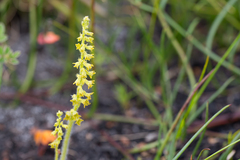 Holothrix brevipetala