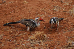 Tockus erythrorhynchus