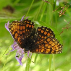Melitaea deione