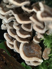 Trametes ochracea