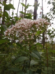 Ageratina