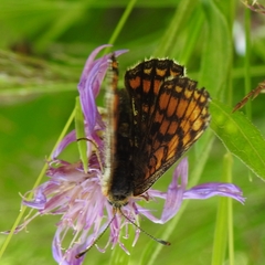 Melitaea deione