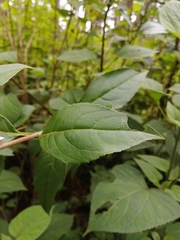 Ageratina