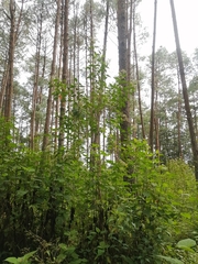 Ageratina
