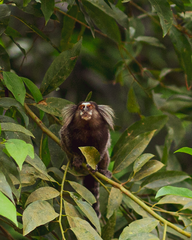 Callithrix jacchus × penicillata