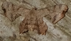 Calledapteryx dryopterata