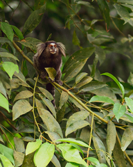 Callithrix jacchus × penicillata