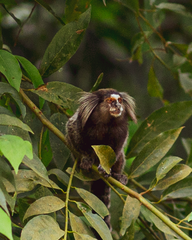 Callithrix jacchus × penicillata