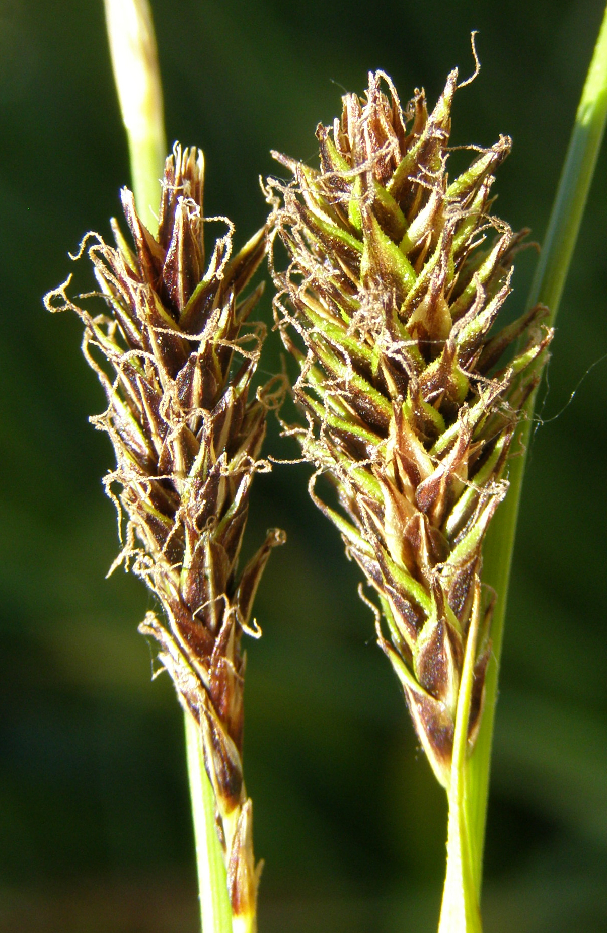 Carex fissuricola
