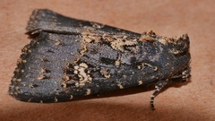 Condica dolorosa