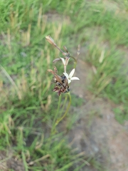 Kohautia amatymbica