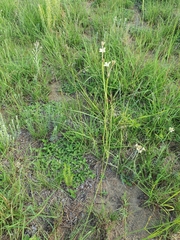 Kohautia amatymbica