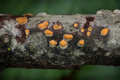 Sphaerosporium lignatile