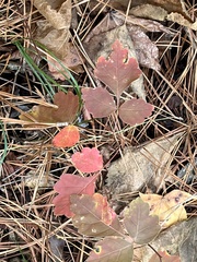 Toxicodendron pubescens