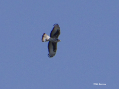 Aquila spilogaster