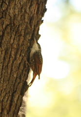 Pygarrhichas albogularis