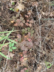 Toxicodendron pubescens