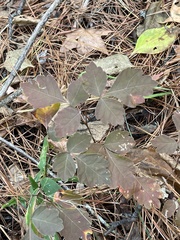 Toxicodendron pubescens