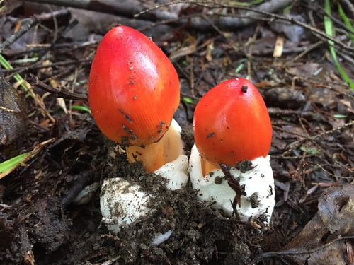 Jackson's slender Caesar