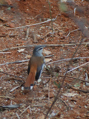 Cercotrichas leucophrys
